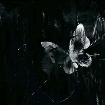 好运来的长高咪66