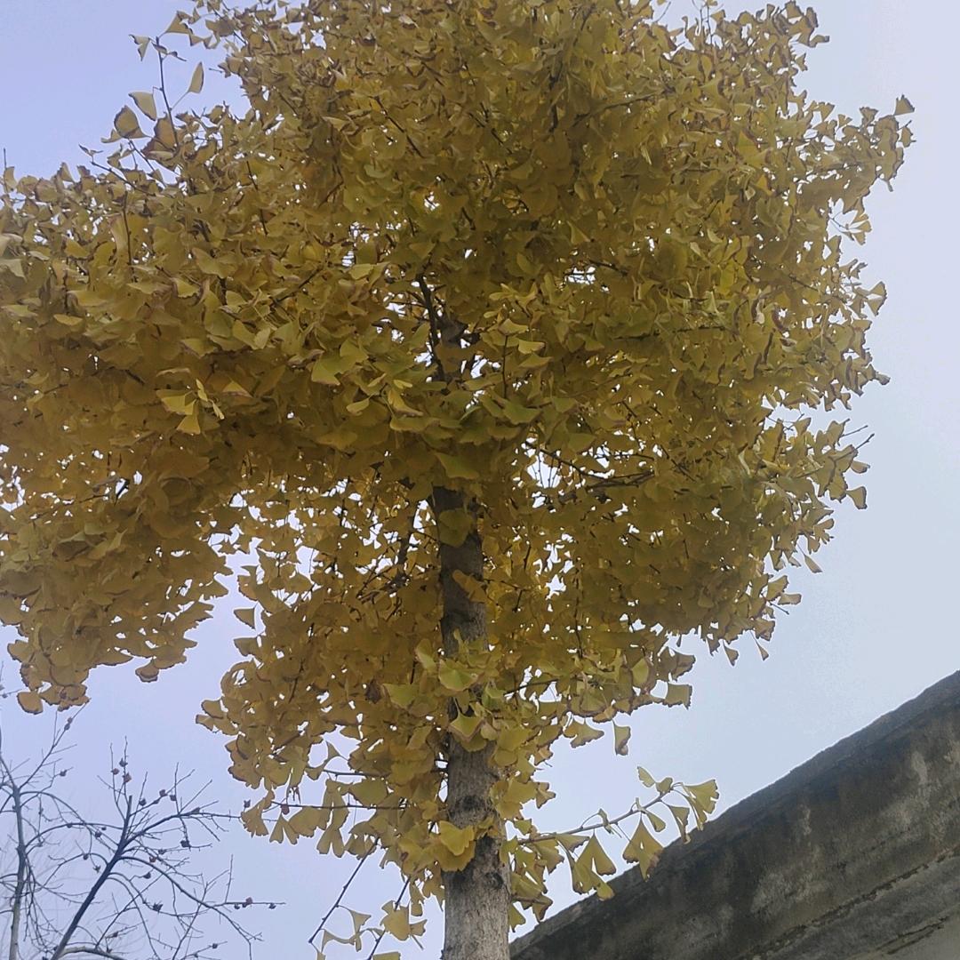 连云