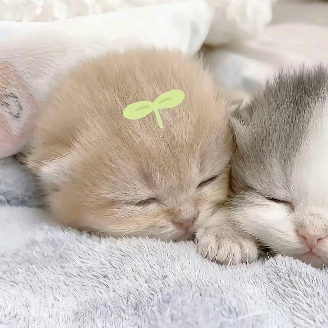 猫猫大王666