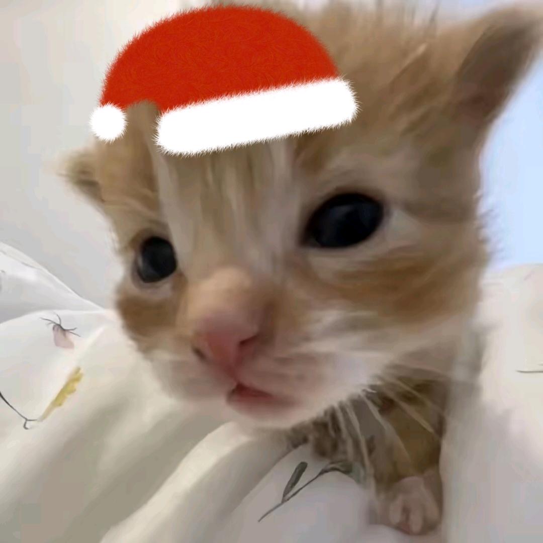 小岑有机学不会ovo