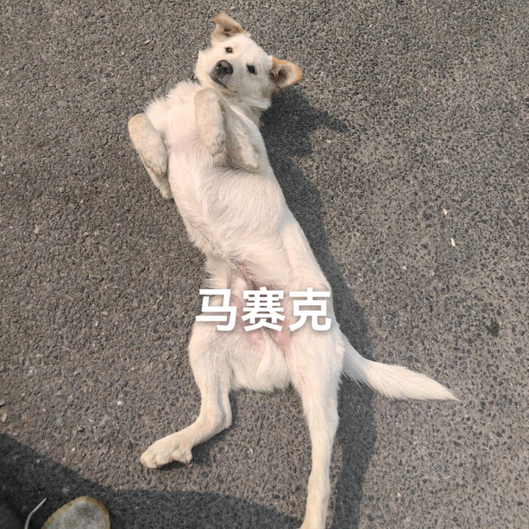 汉堡包真好吃哇