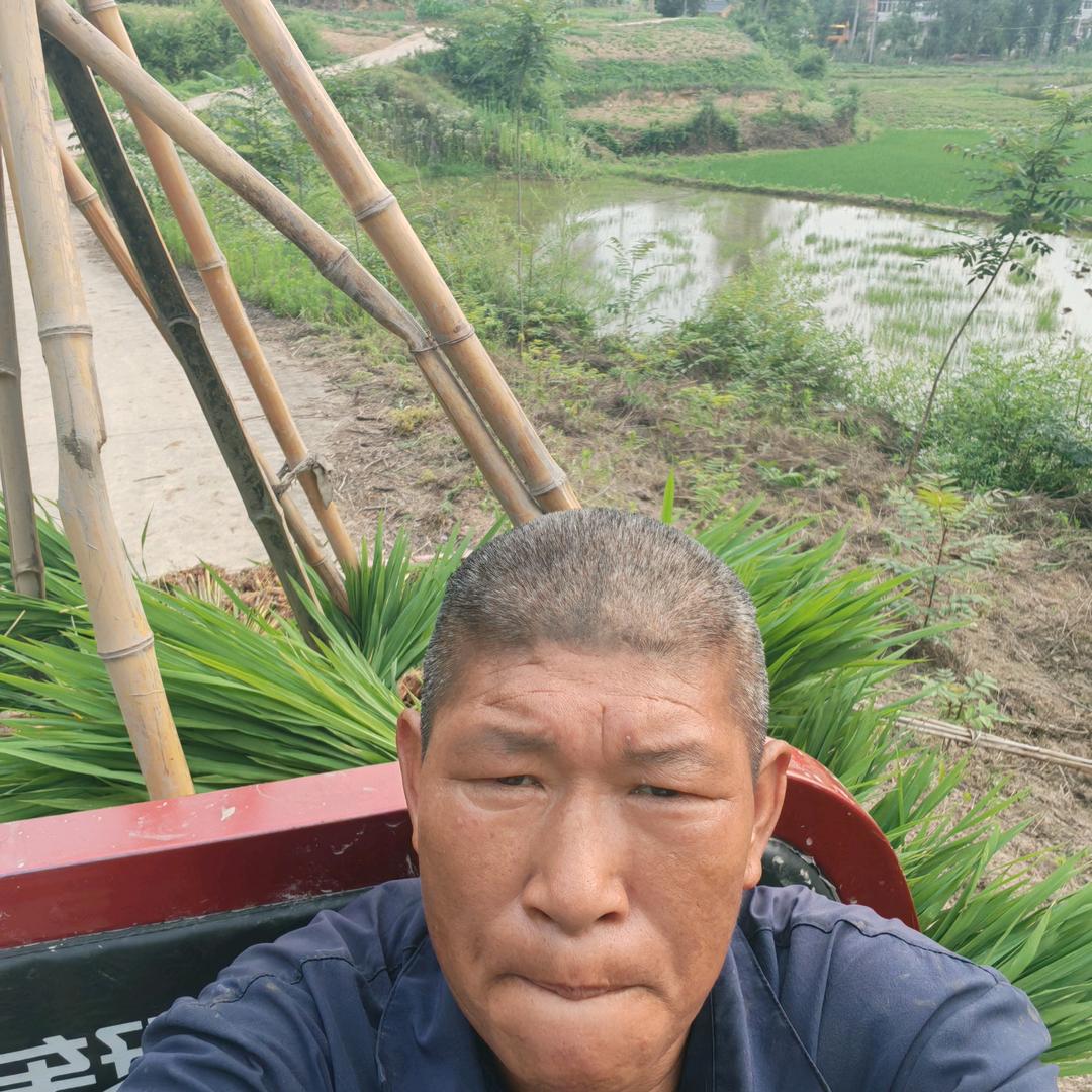 雷家集雷呜山种稻子