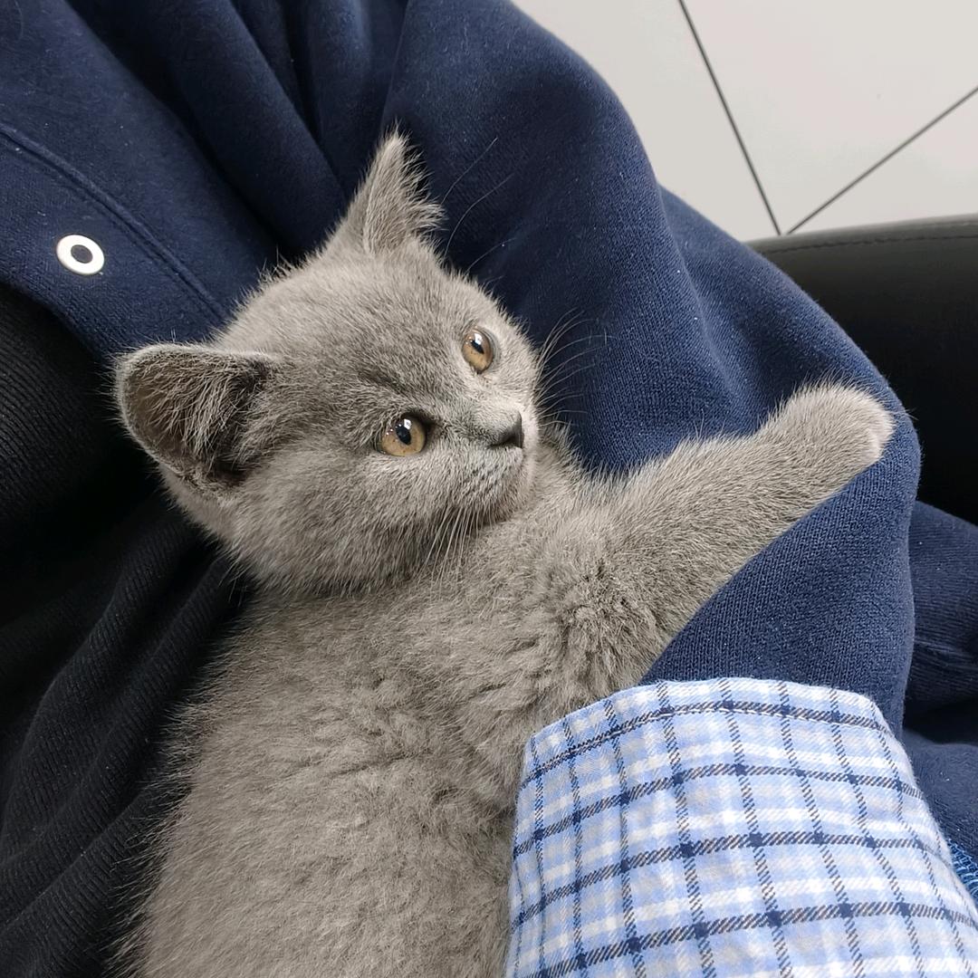 小七の搞怪日常