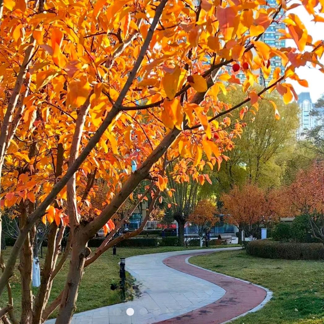 茉莉（没人疼）💞