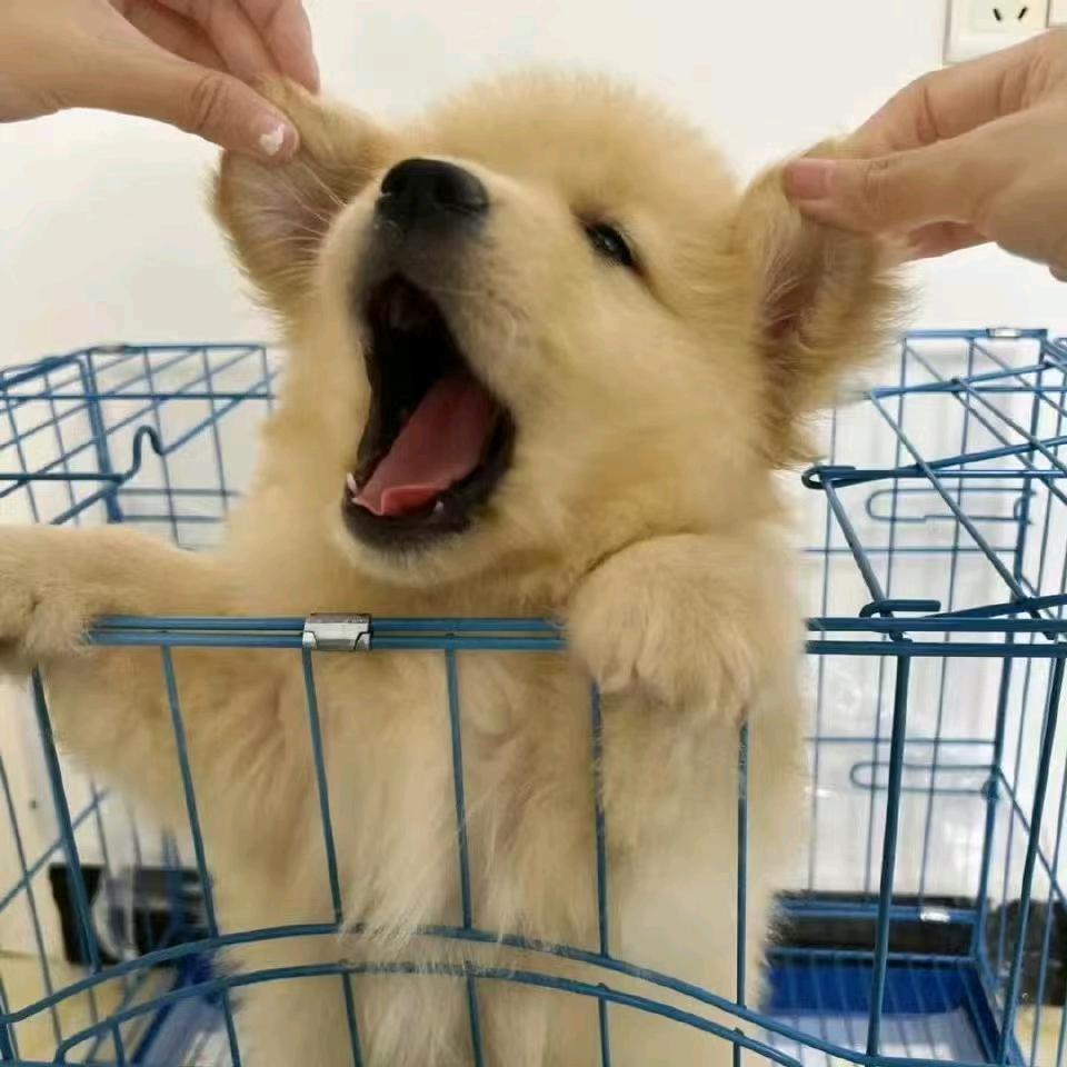 白山茶