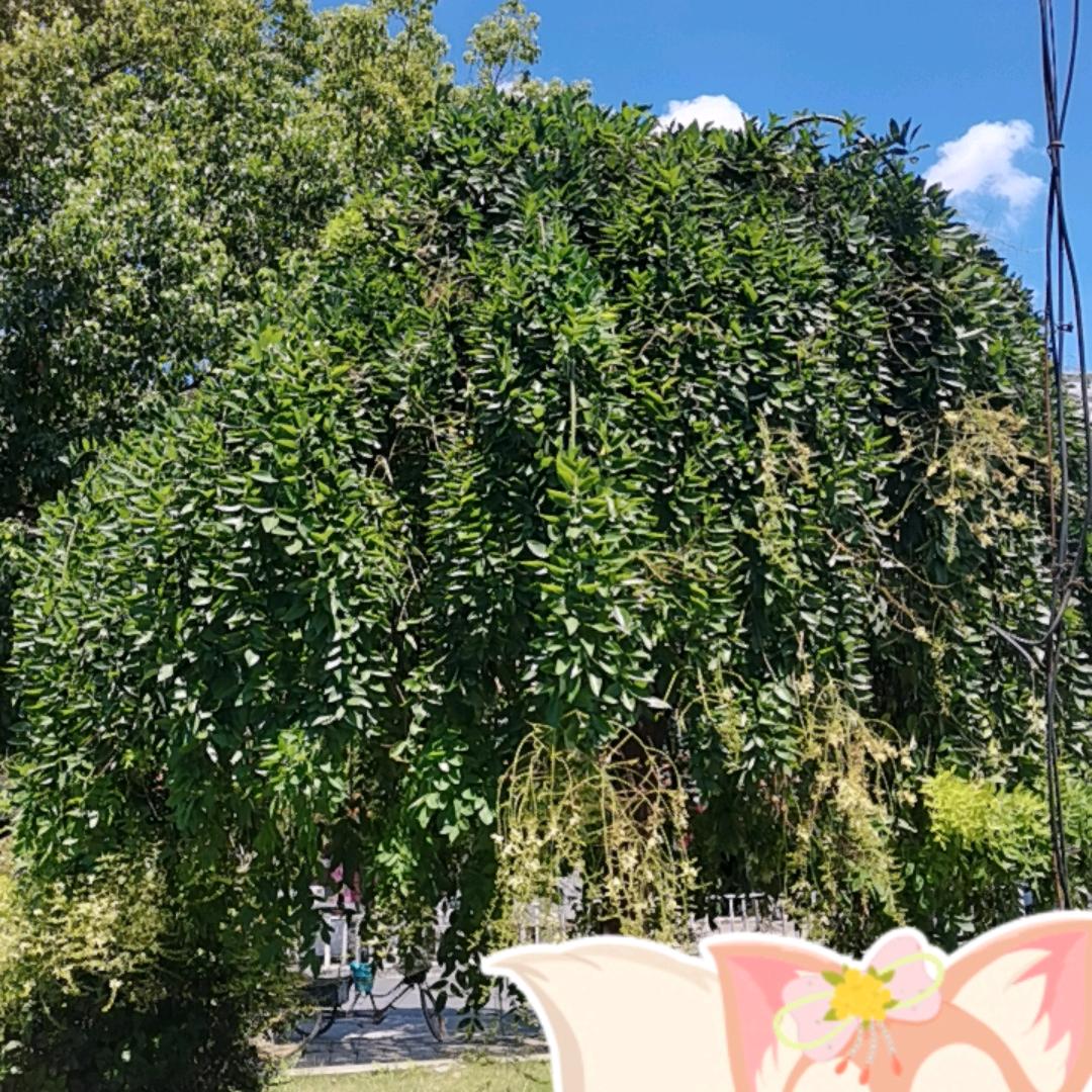 AK(啊俊）006朋友