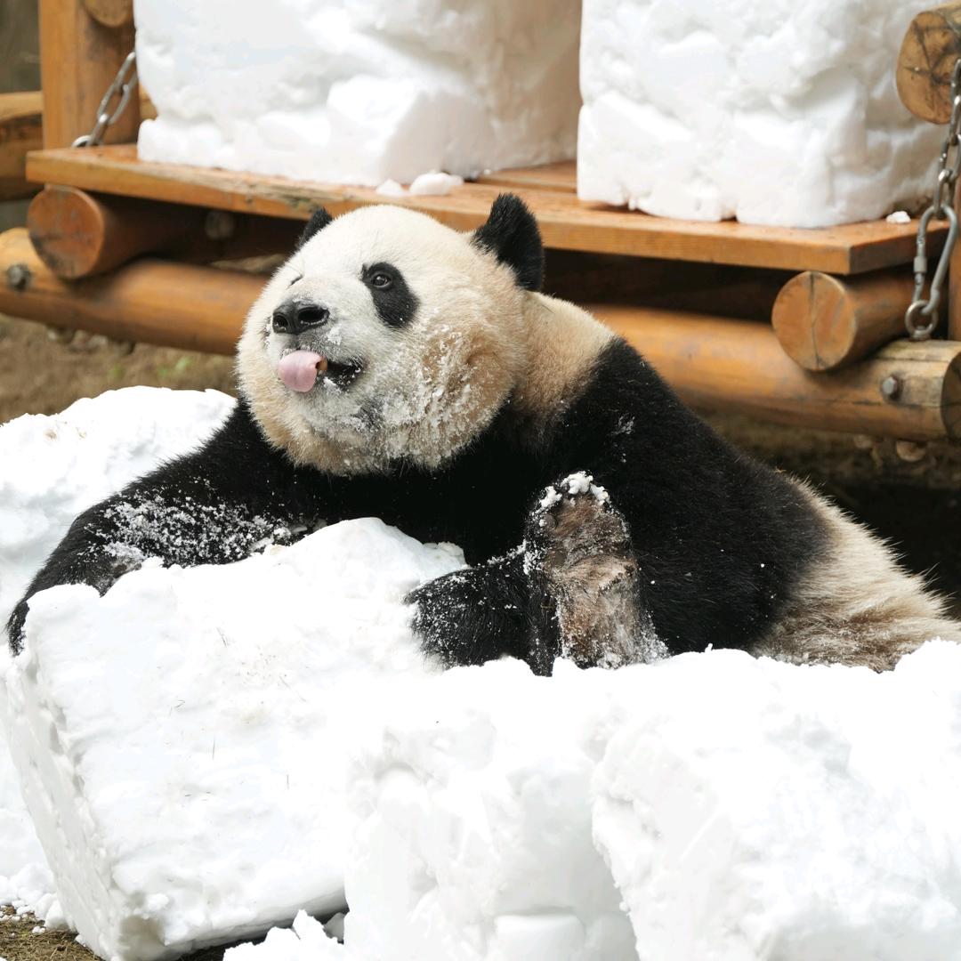 怡怡萌物集合🐼