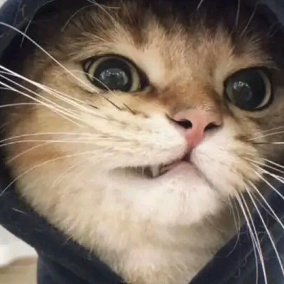 123木头人