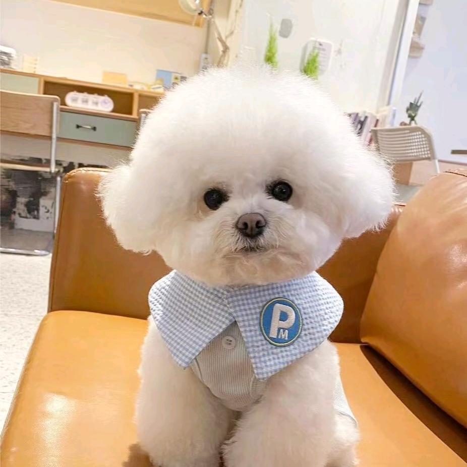 优吉宠物（主营比熊）