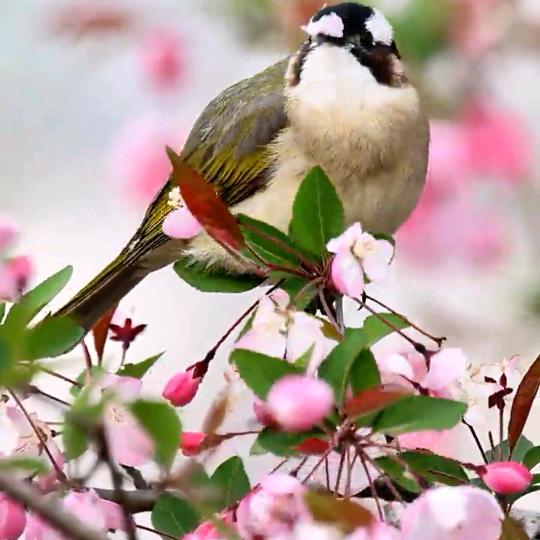 幸福曙光