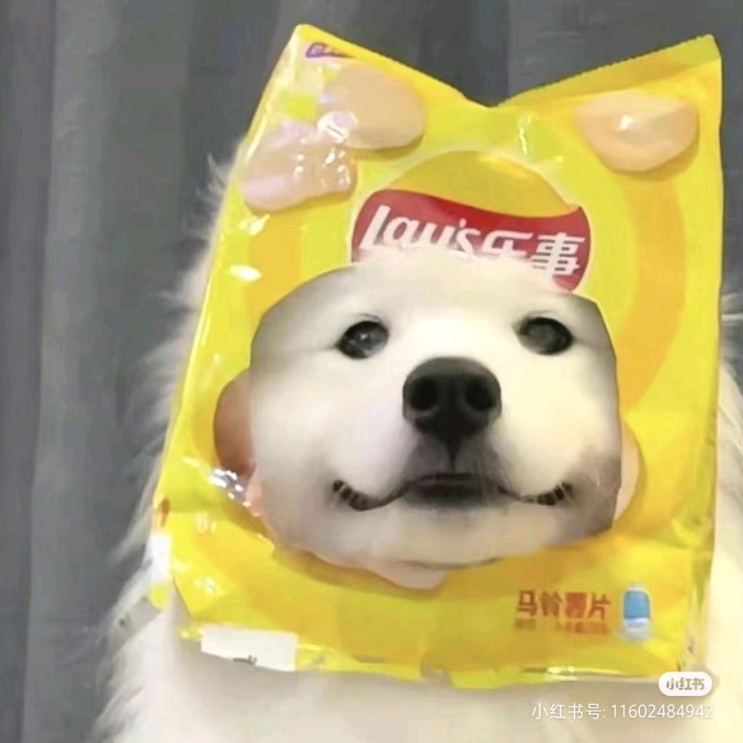 呆头🪿
