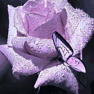 雪儿