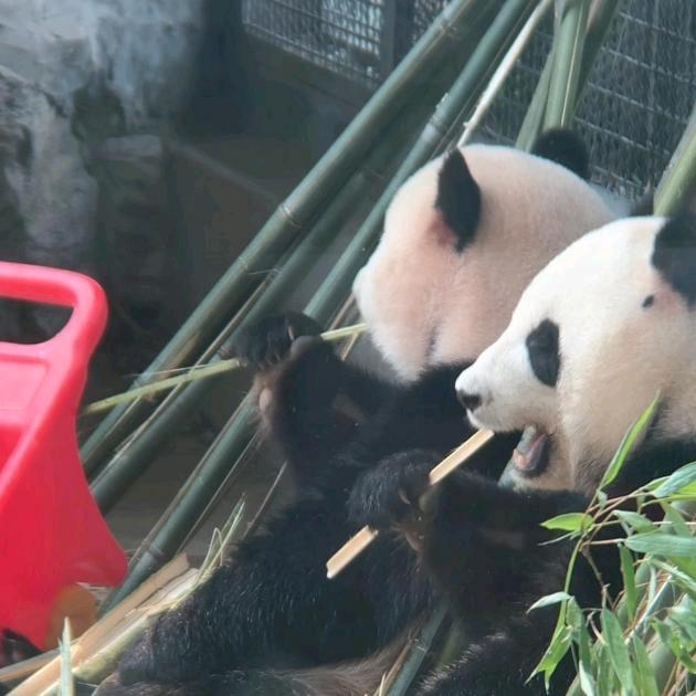 跟着贝塔去看猫儿