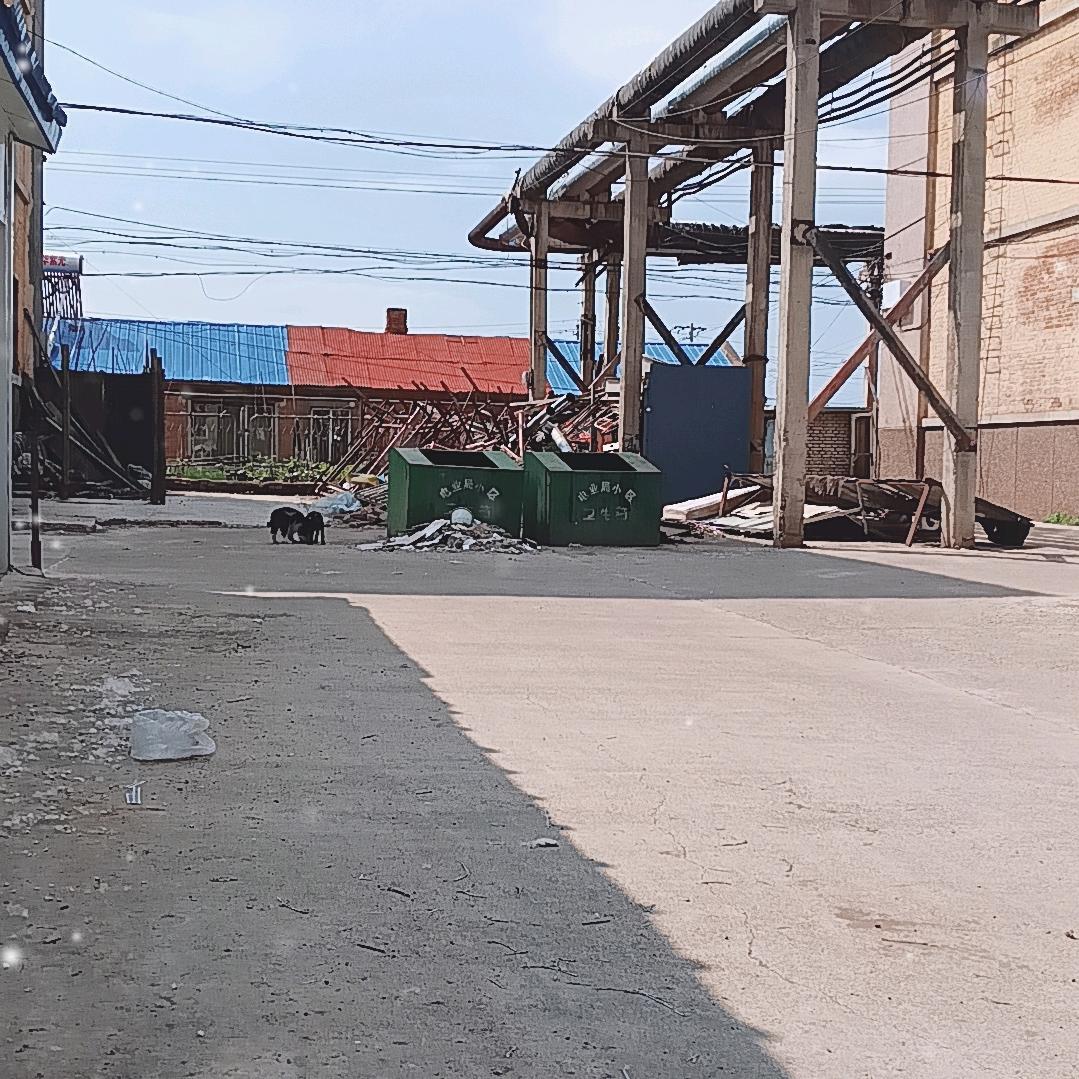 随心(强哥说灯)