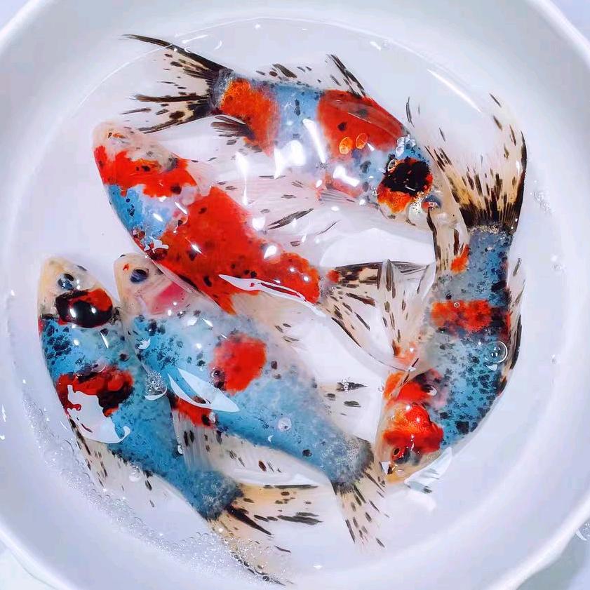 鱼之耀生态水族馆03号