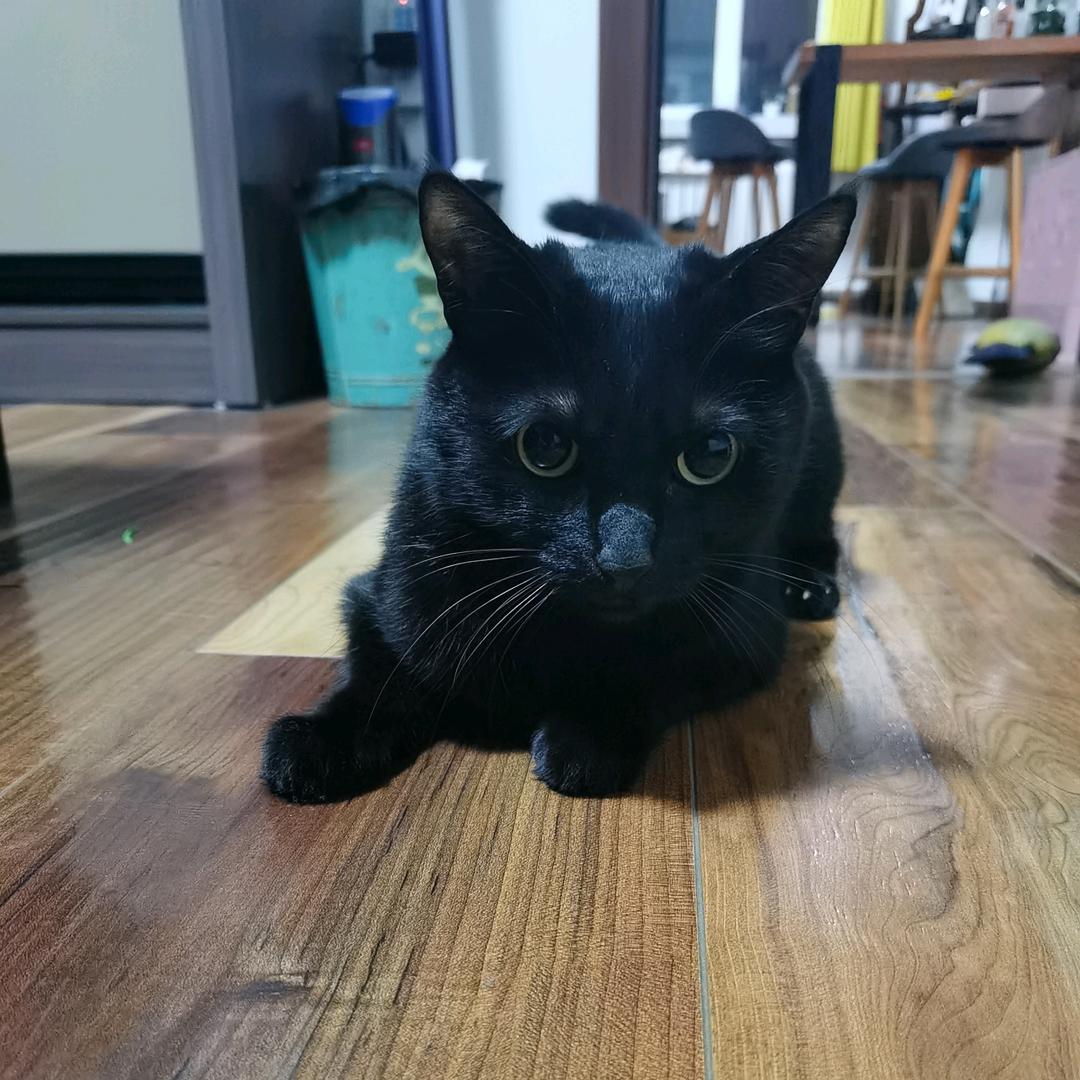 老刀是只猫