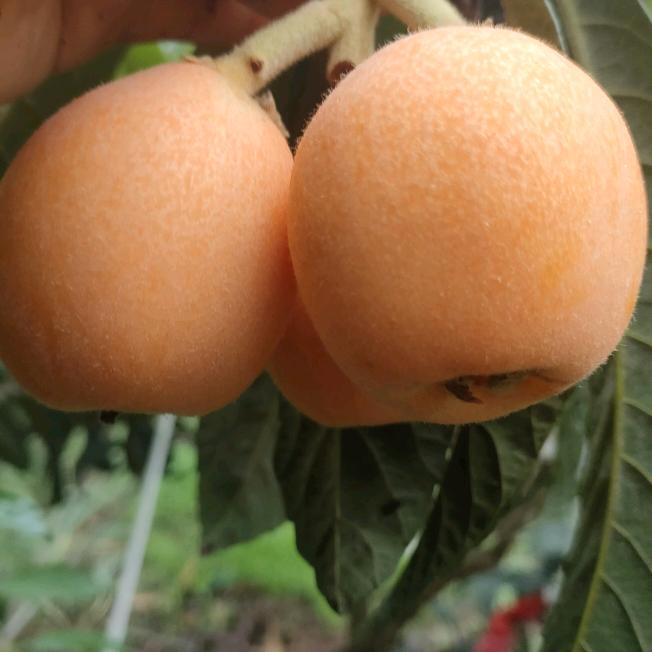 人间情缘来自.云南昭通永善.家乡种的枇杷