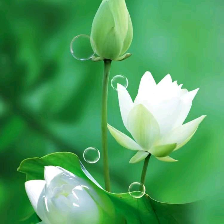 四笑五金店(丰宁小区店)阿德发直播号嗯