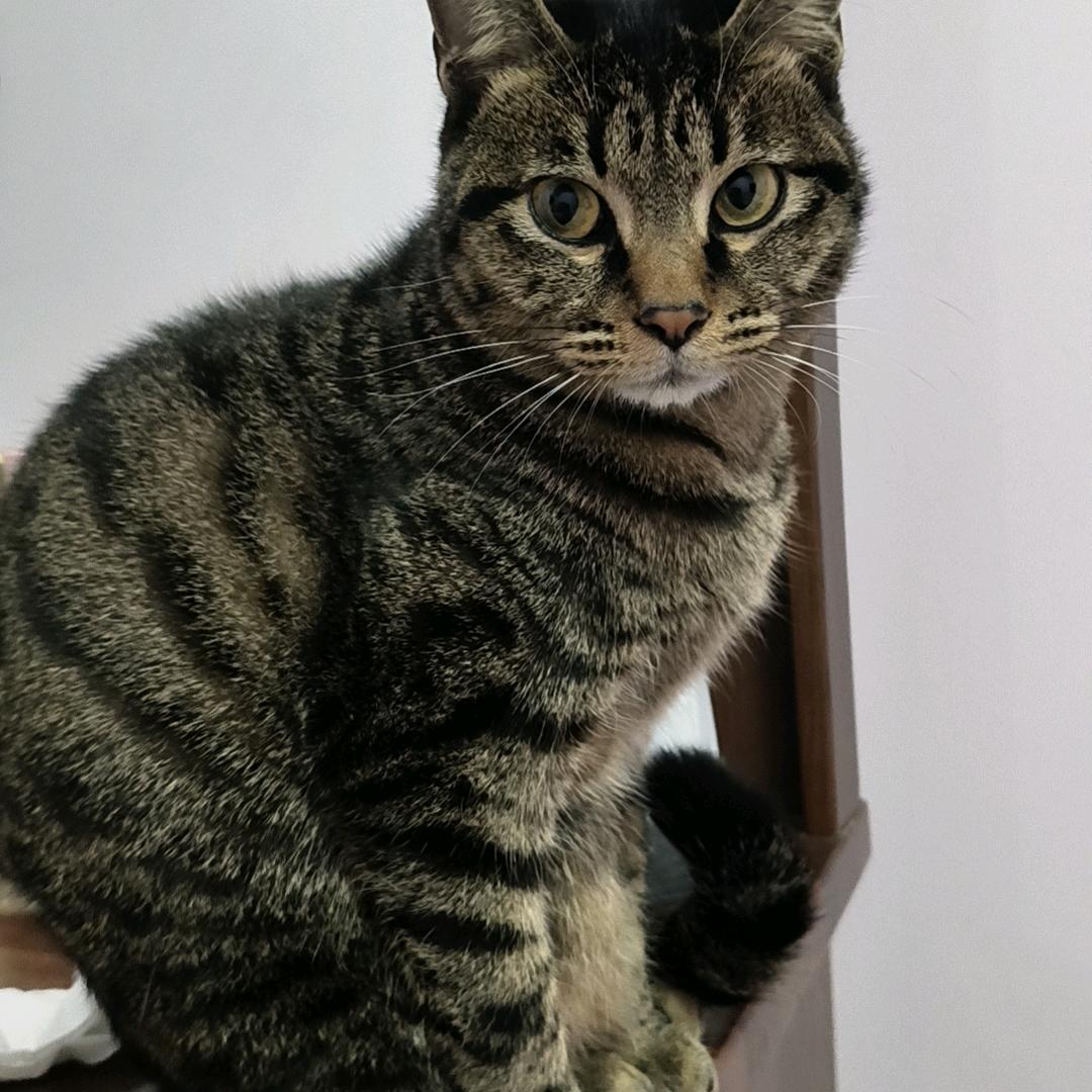 叮当是一只狸花猫