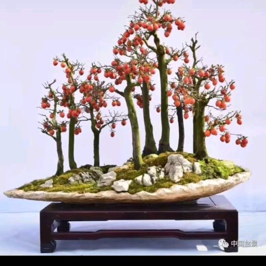 杨易