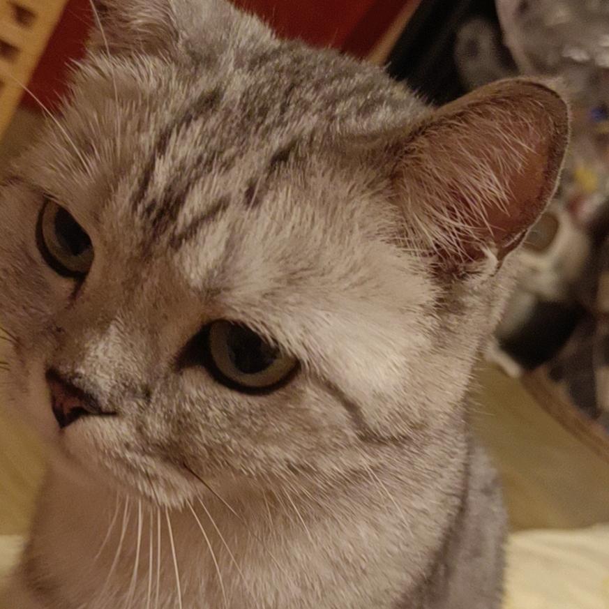 小欻欻