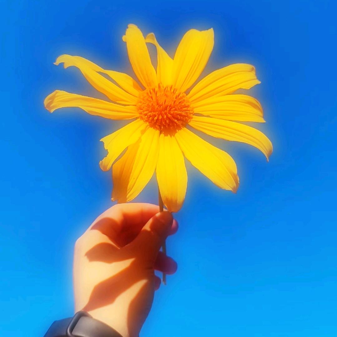 爱吃香菜的闻野