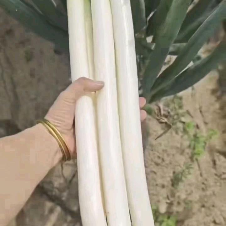 王红大葱收购