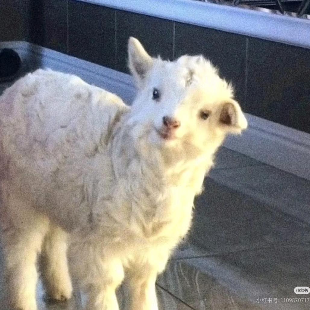 一只羊🐑