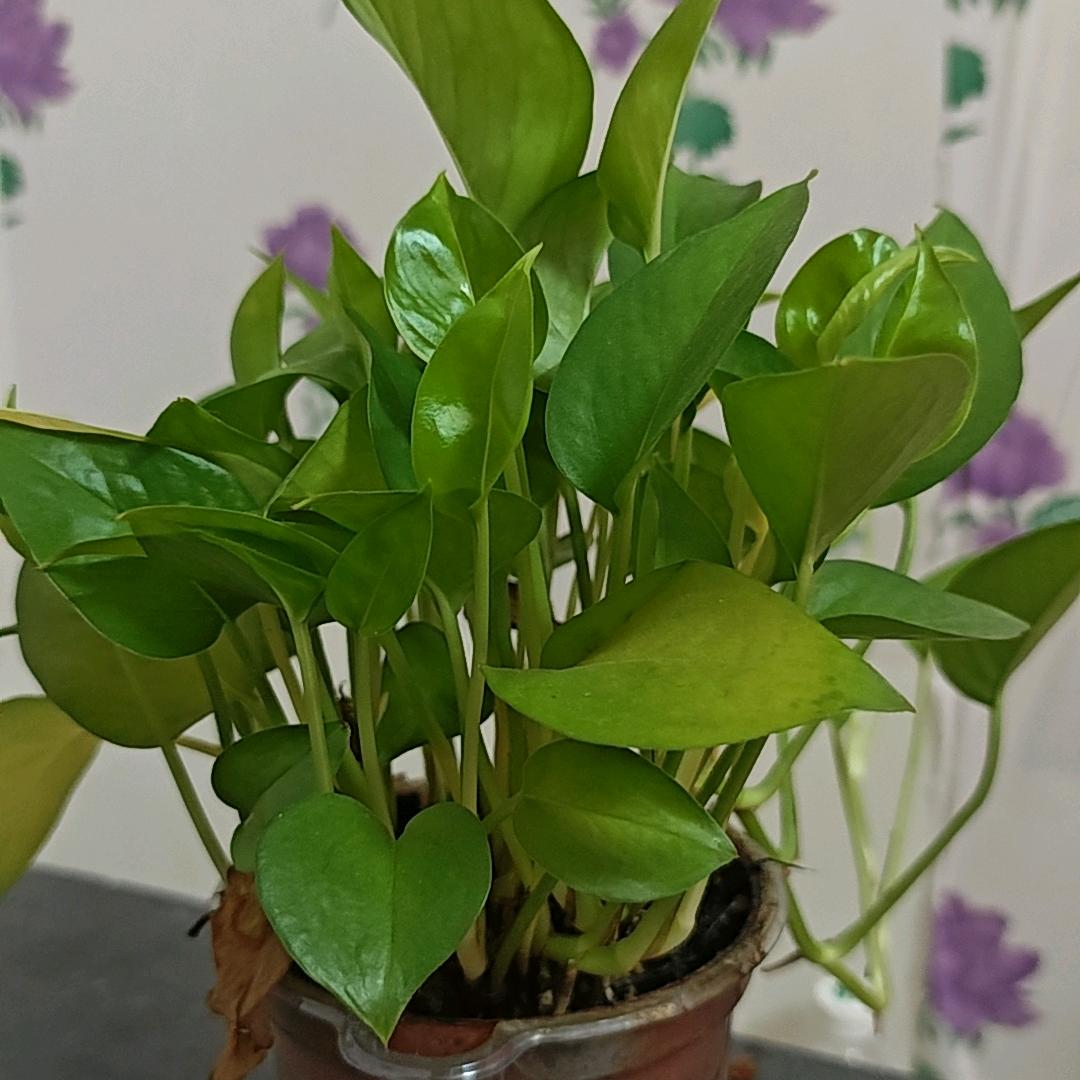 顺丰顺水顺财神