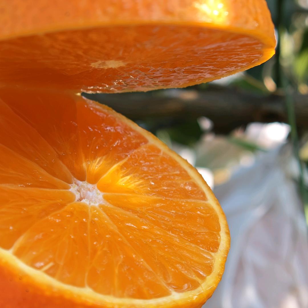 丽丽家的果园（爱媛·耙耙柑）