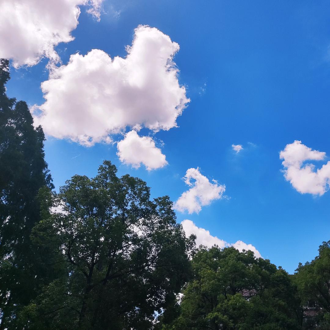🌳