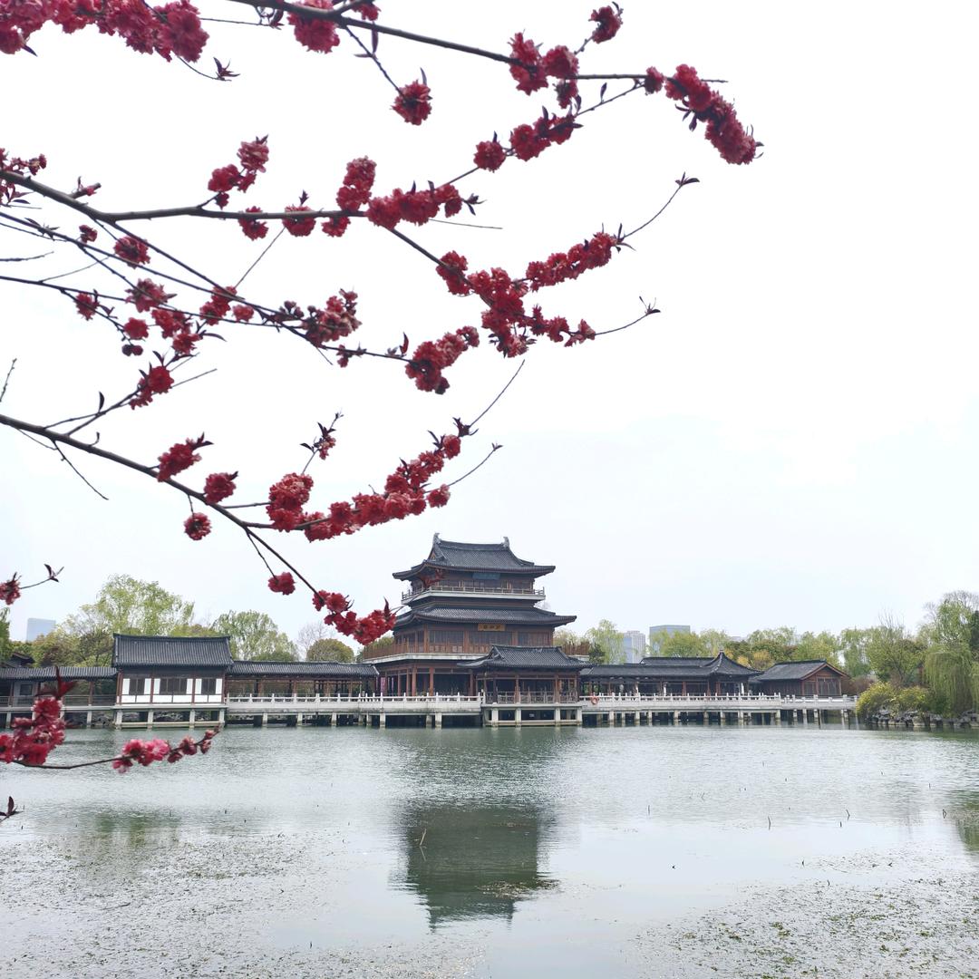 秋海棠❤❌4️⃣