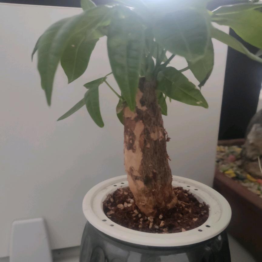 刘对胡