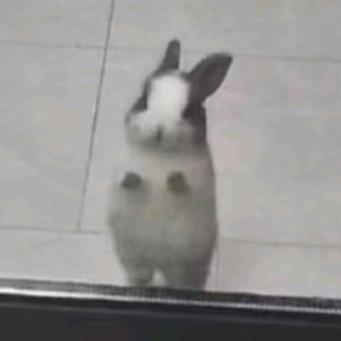 Bunny🐇