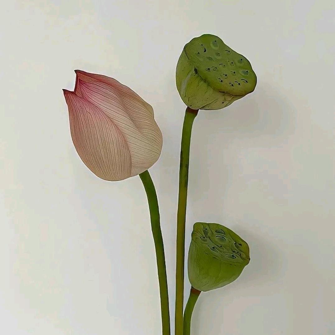 妮妮（低能量）