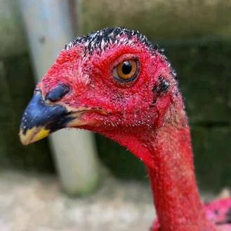 越南斗鸡苗推荐