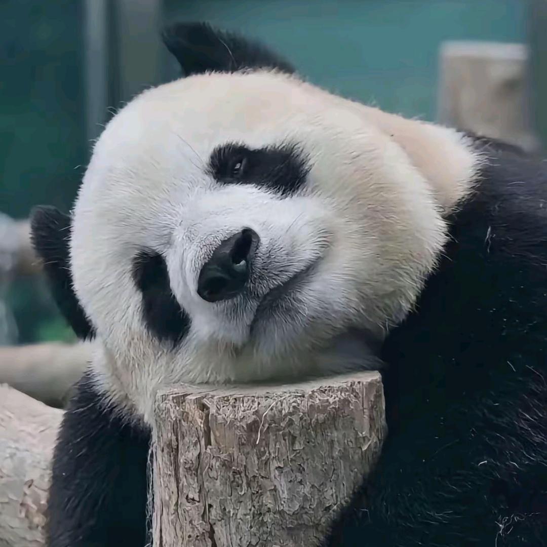 小明