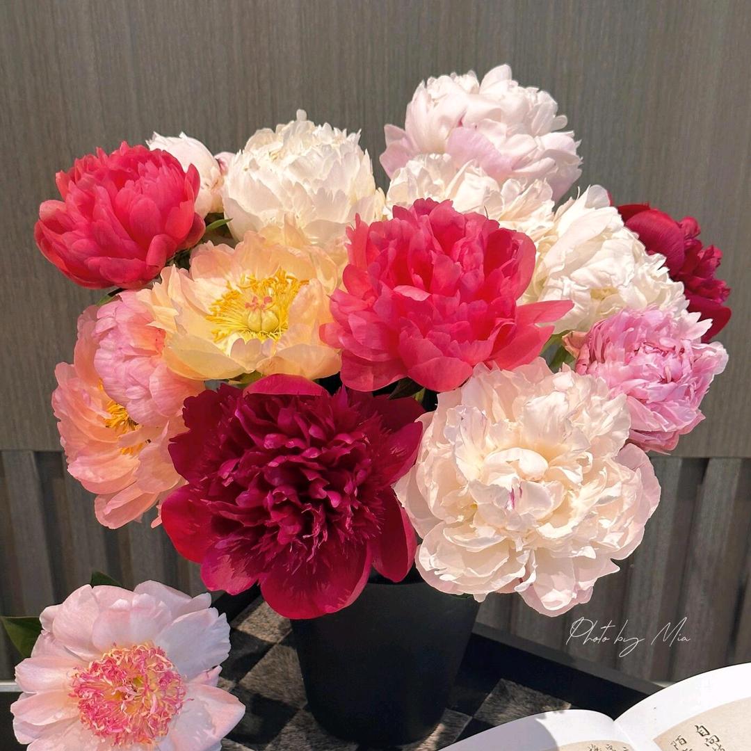 婷儿芍药鲜切花