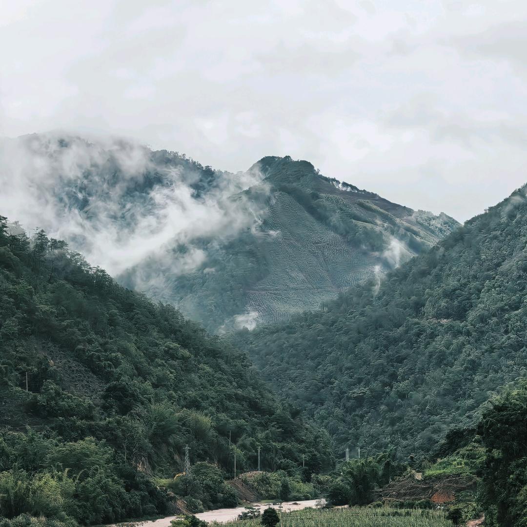 树洪