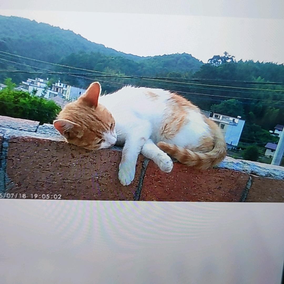 幸运草
