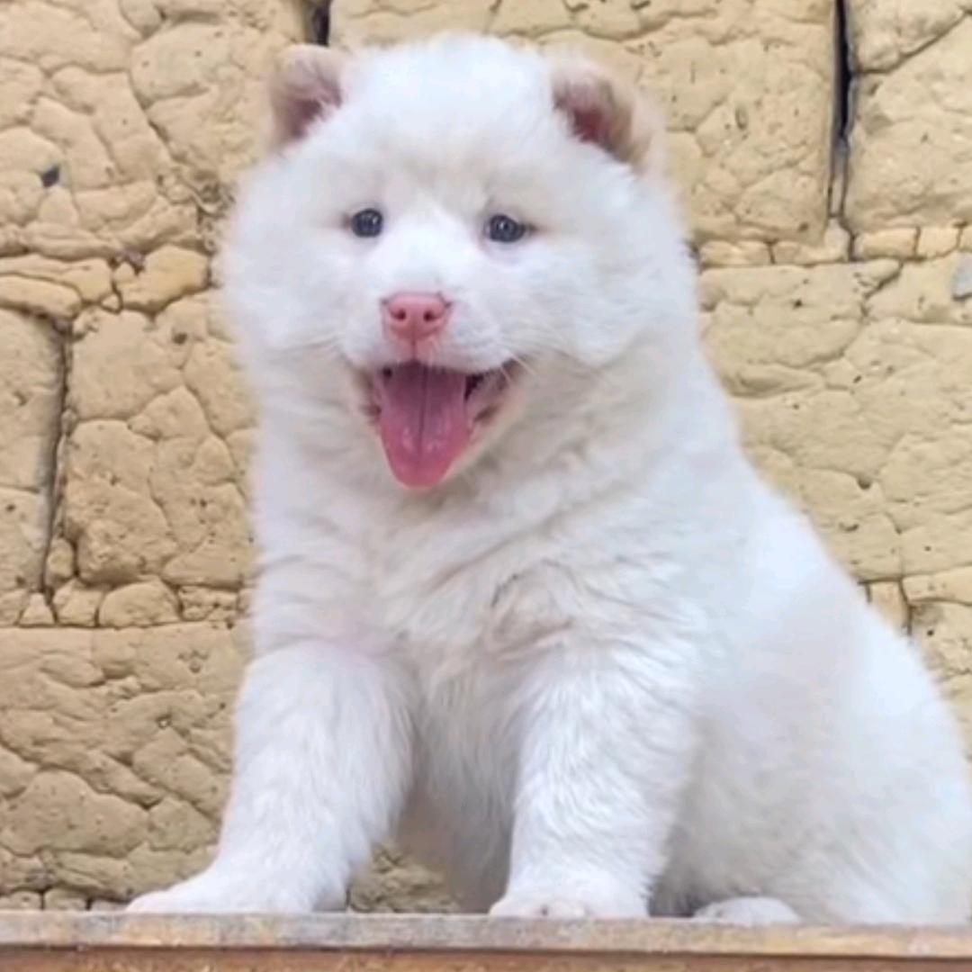 中华田园土松犬