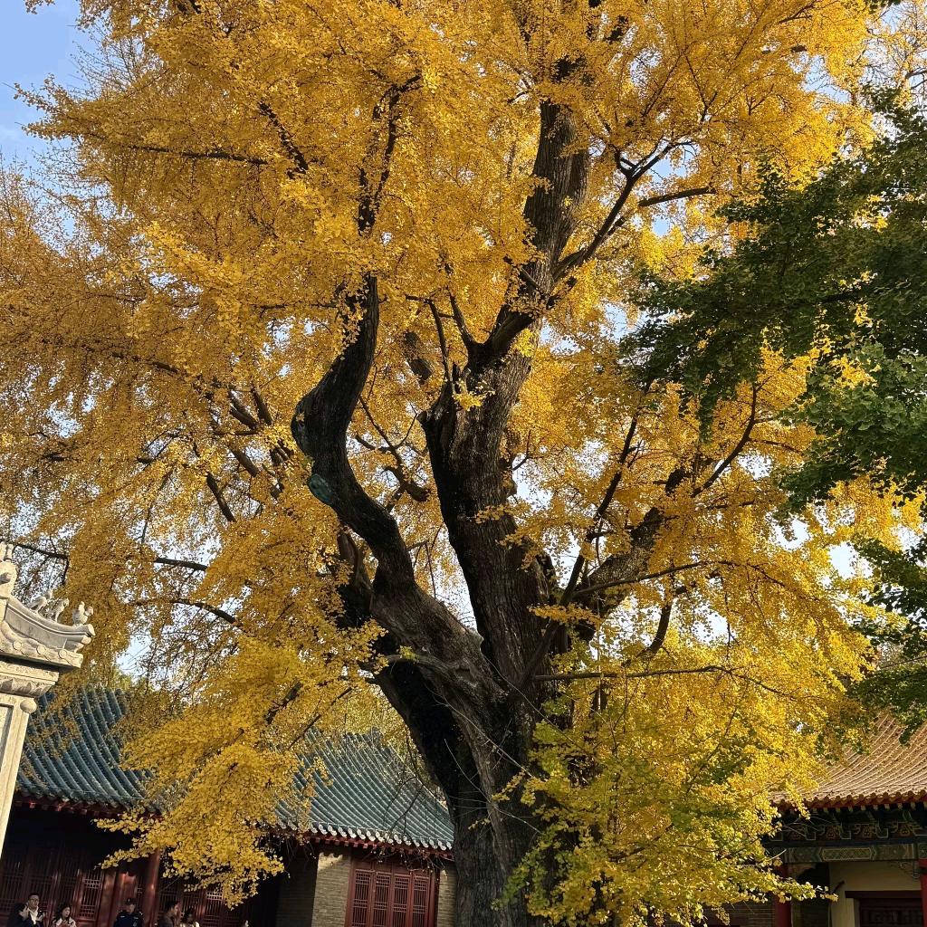 全真教张意泉（收徒）