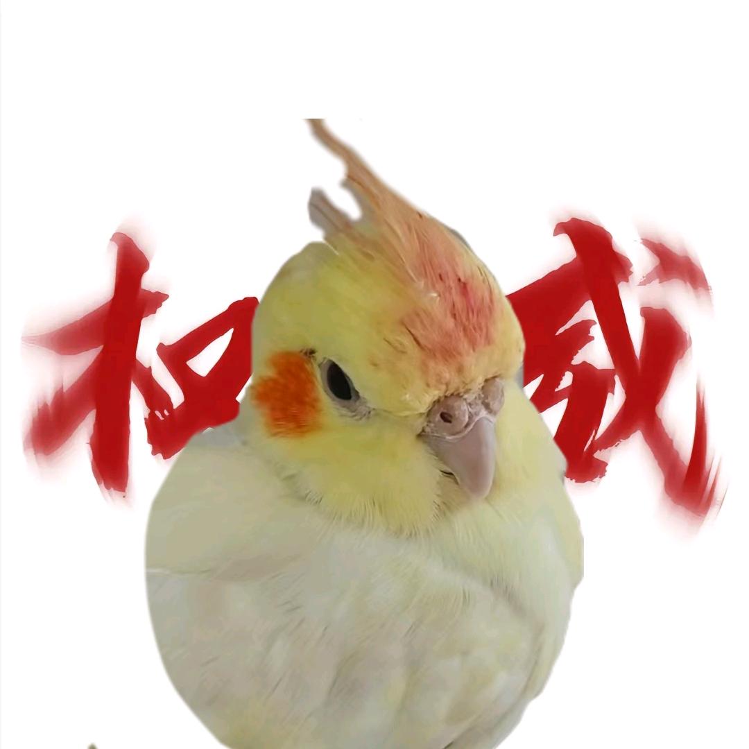 橘子有小鹦鹉