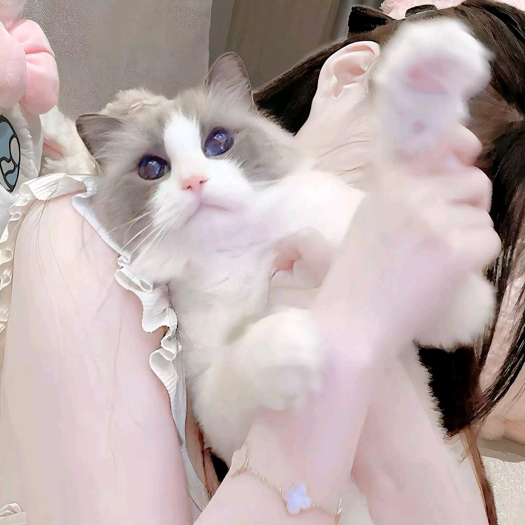 美羊羊^