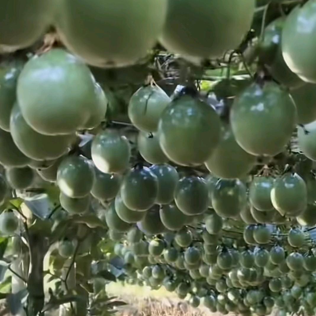 新三农《小韦》