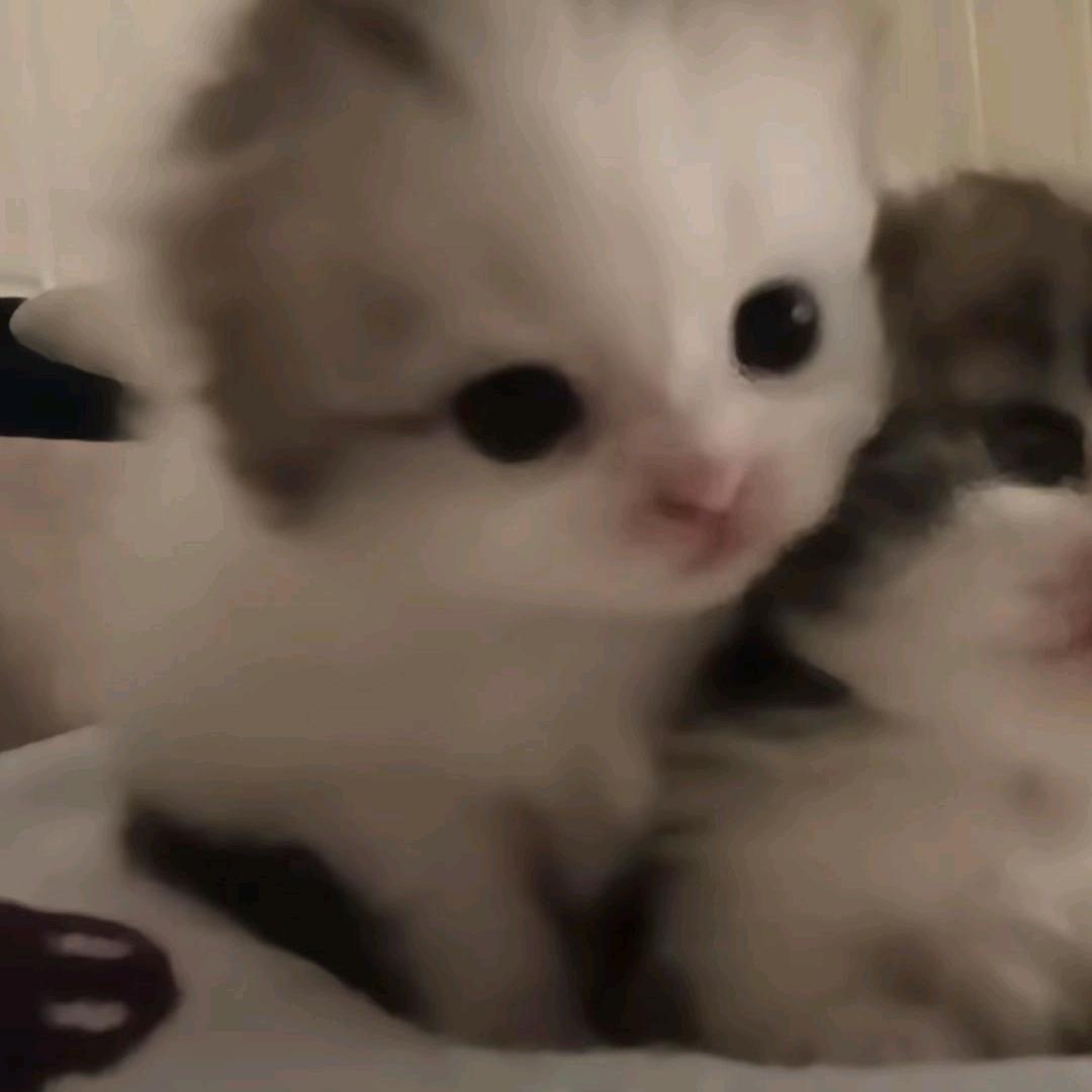 阴险的熊猫