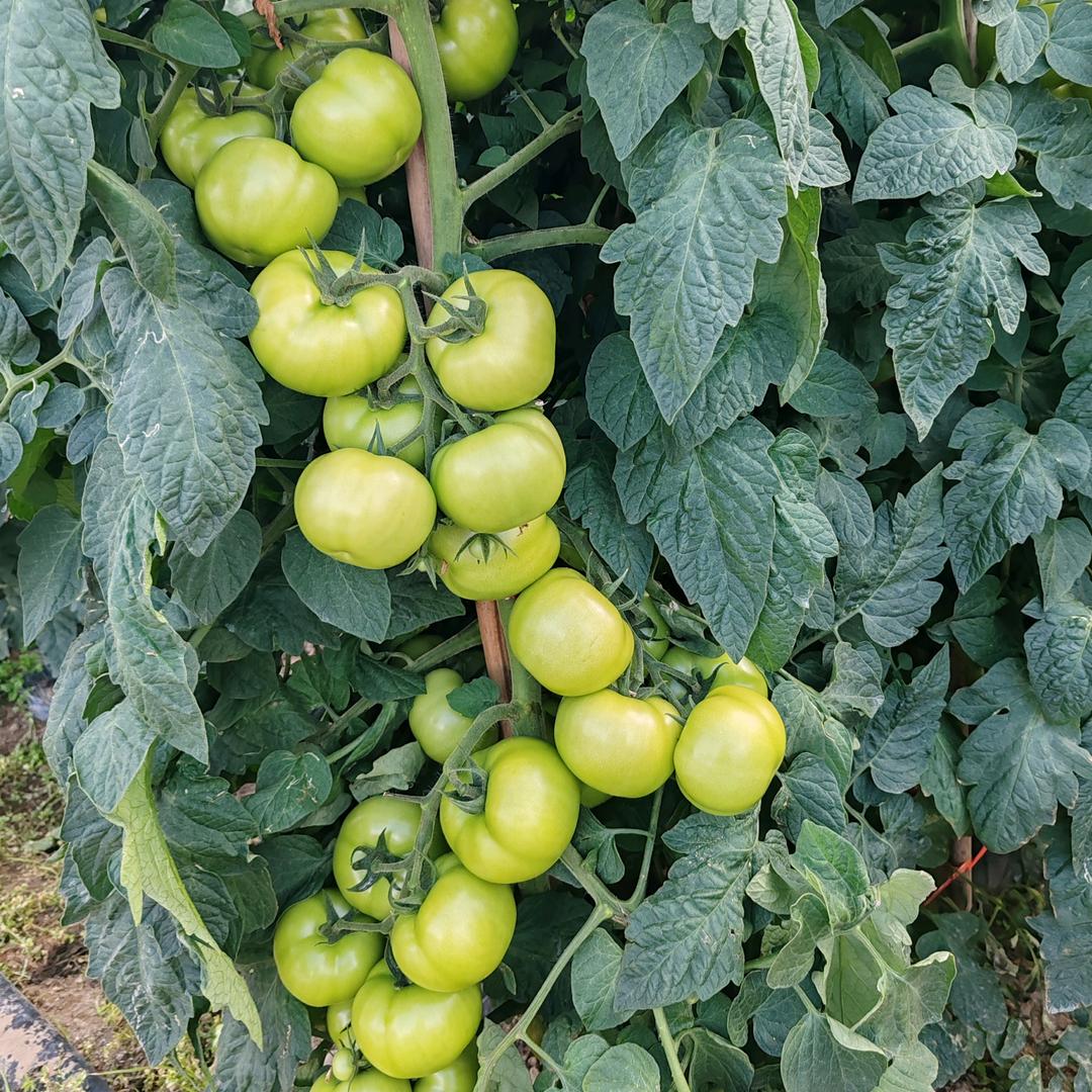 幸福长阳人关关