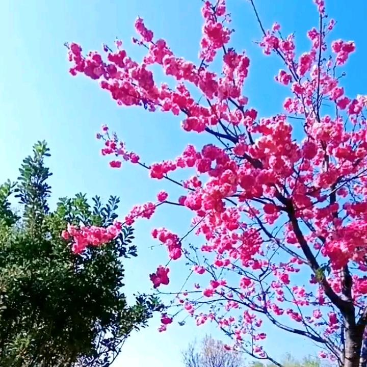 心想事成