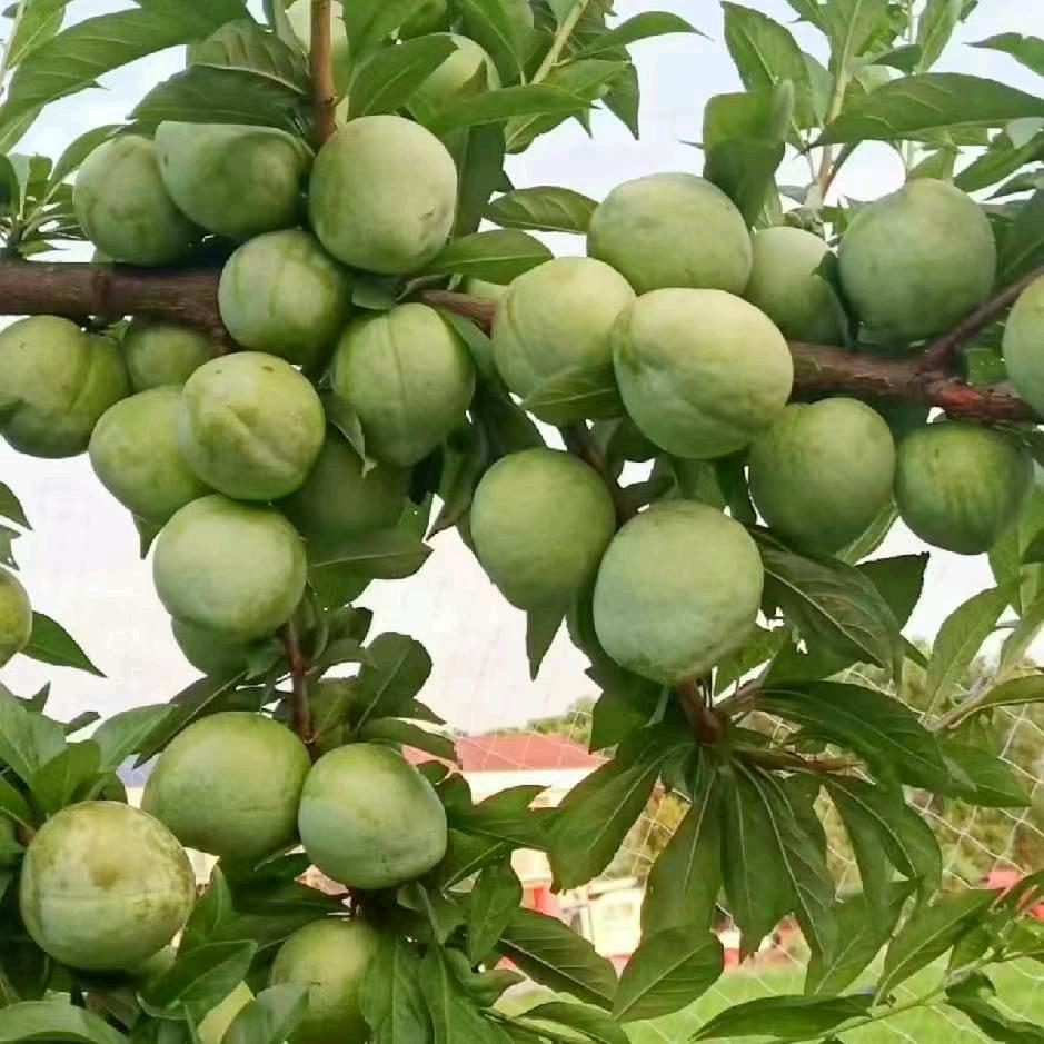 塘囗继兴奈李园