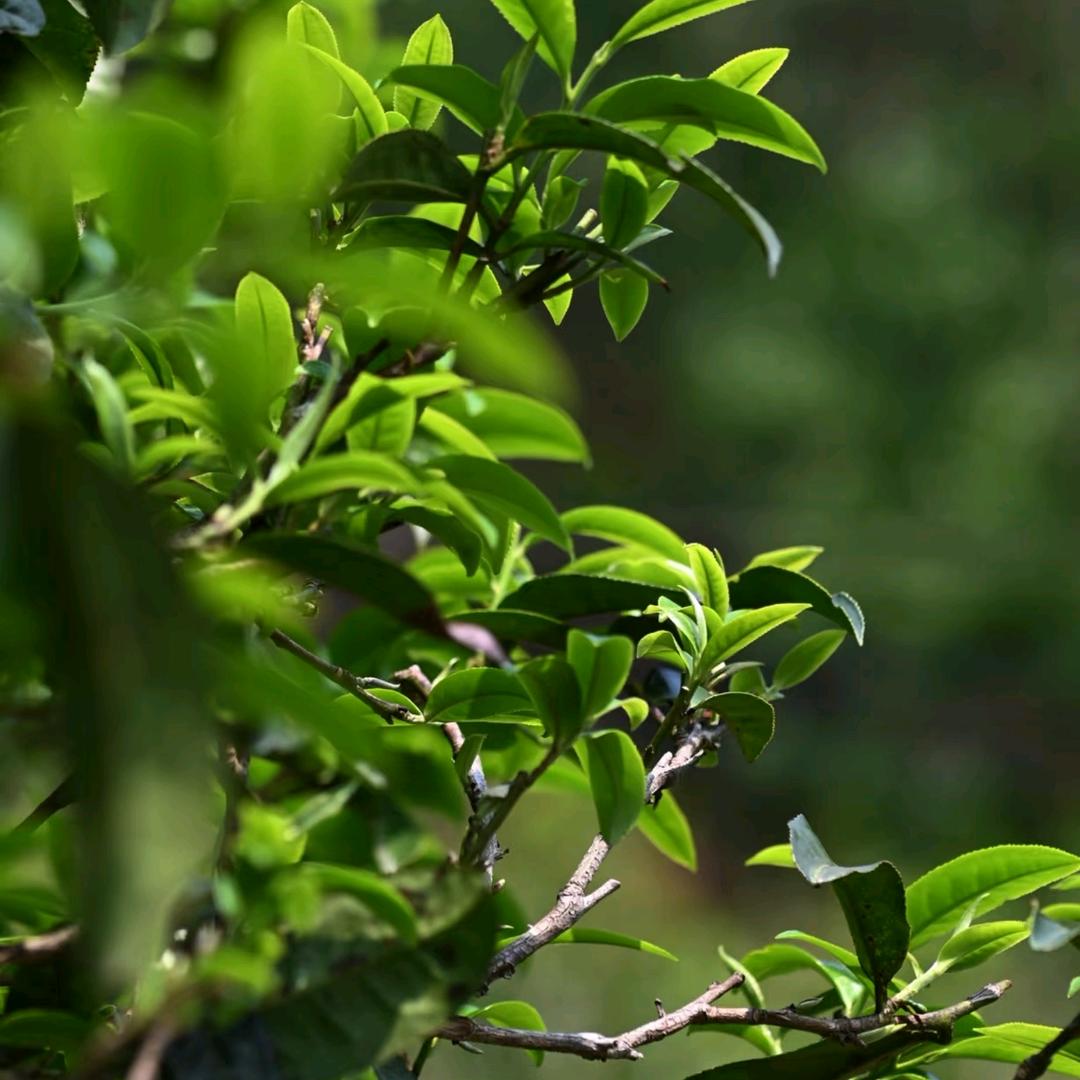 勐库茶小弟